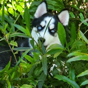 Meet your Posher, James